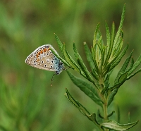 Polyommatus icarus( 2)